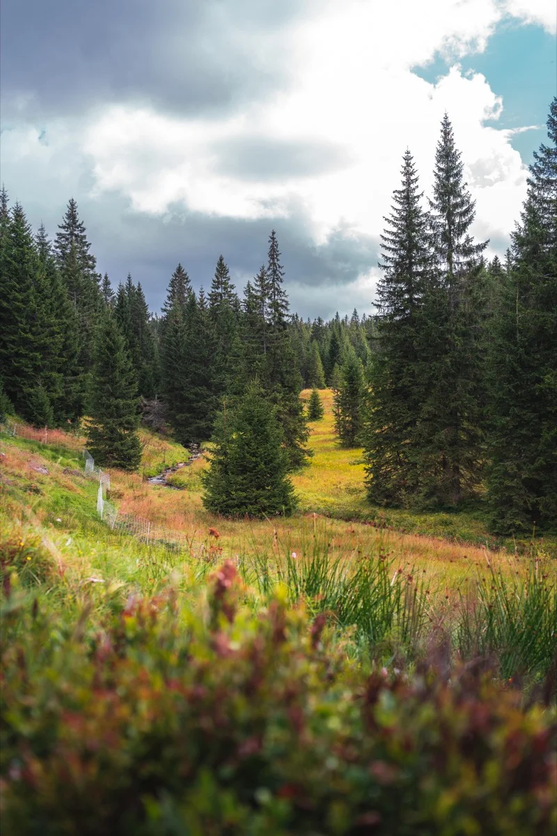 Filipohuťský potok - detail